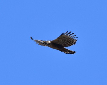 Mountain Hawk-Eagle Unknown Spots Mon, 1/2/2017