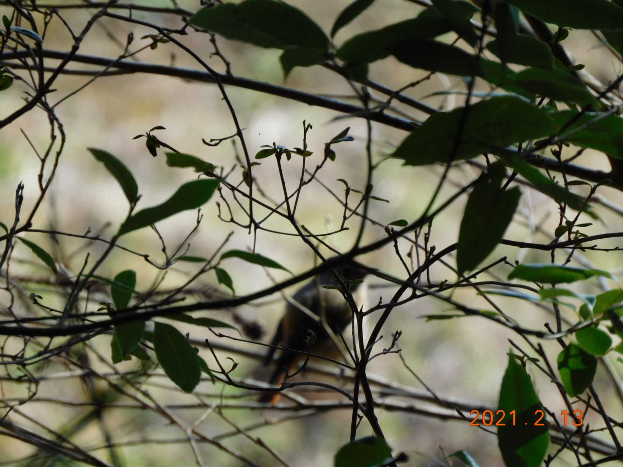 橘ふれあい公園 ジョウビタキの写真 by hide.m