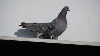 2021年2月13日(土) 芝川第一調節池(芝川貯水池)の野鳥観察記録