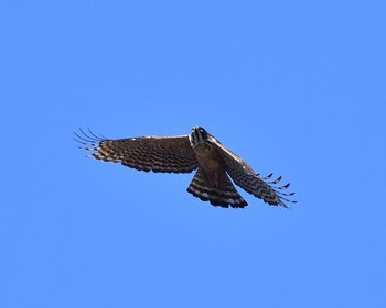 Mountain Hawk-Eagle Unknown Spots Mon, 1/2/2017