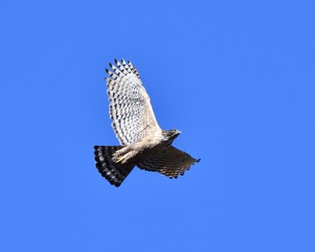 Mountain Hawk-Eagle Unknown Spots Mon, 1/2/2017