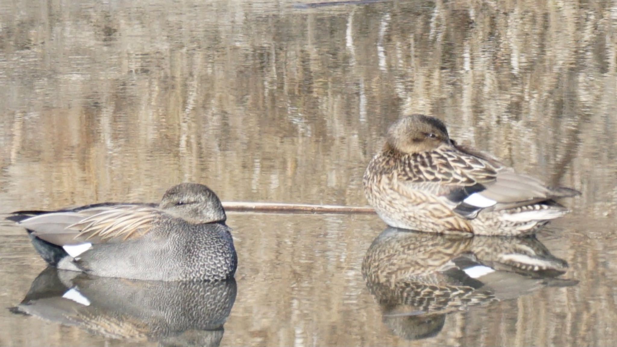 芝川第一調節池(芝川貯水池) オカヨシガモの写真 by ツピ太郎