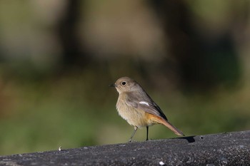 Daurian Redstart Watarase Yusuichi (Wetland) Sat, 12/31/2016