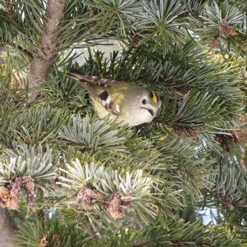 2021年2月13日(土) 真駒内公園の野鳥観察記録