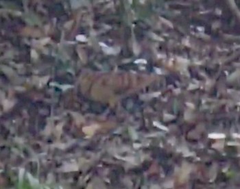 Eurasian Woodcock Higashitakane Forest park Sat, 2/13/2021