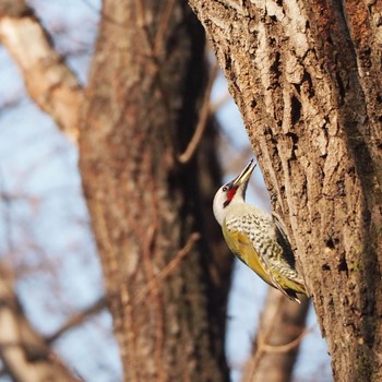 Sat, 2/13/2021 Birding report at 東京都立桜ヶ丘公園(聖蹟桜ヶ丘)