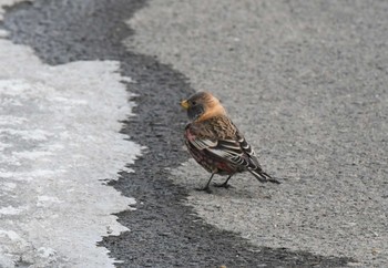 Asian Rosy Finch 石狩市 Sat, 2/13/2021