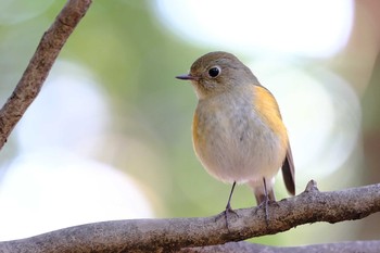 Red-flanked Bluetail 東京都 Sat, 2/13/2021