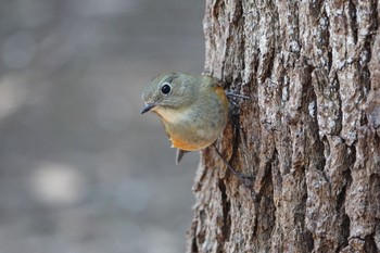 Red-flanked Bluetail 東京都 Sat, 2/13/2021