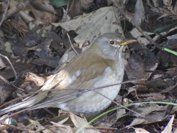 2021年2月13日(土) 21世紀の森と広場(千葉県松戸市)の野鳥観察記録