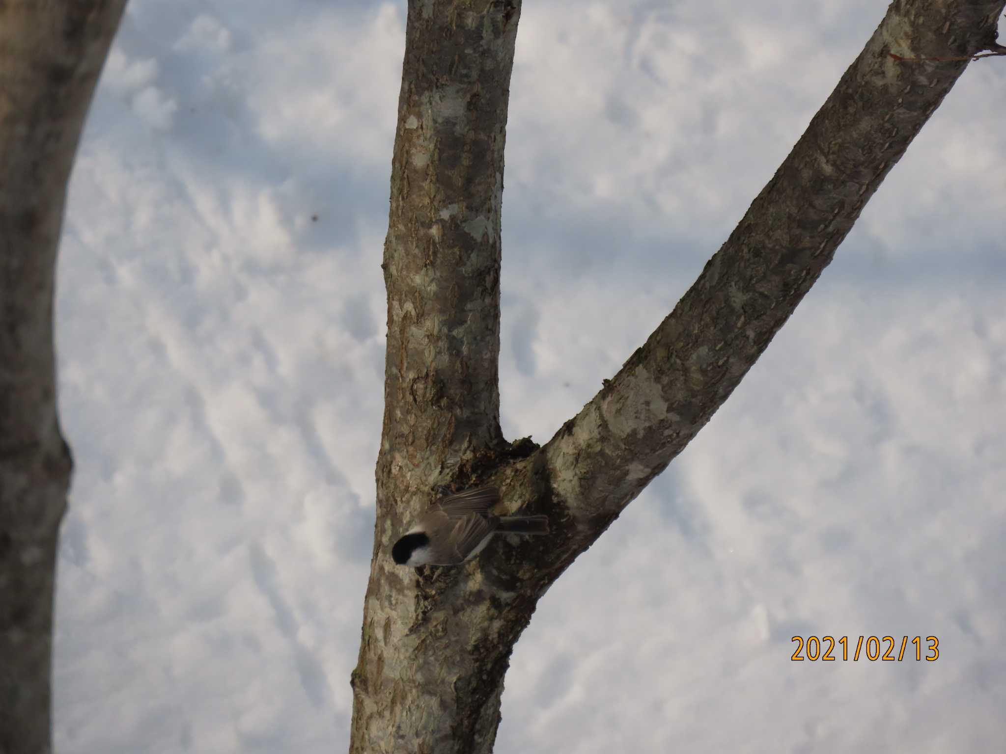 野幌森林公園 ハシブトガラの写真 by hiron