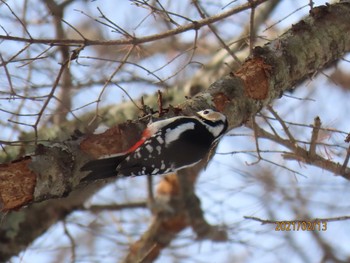 2021年2月13日(土) 野幌森林公園の野鳥観察記録