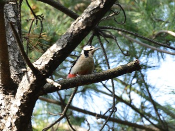 Sat, 2/13/2021 Birding report at 大井ふ頭中央海浜公園(なぎさの森)