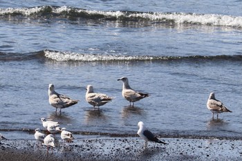 2021年2月11日(木) 沼津港の野鳥観察記録