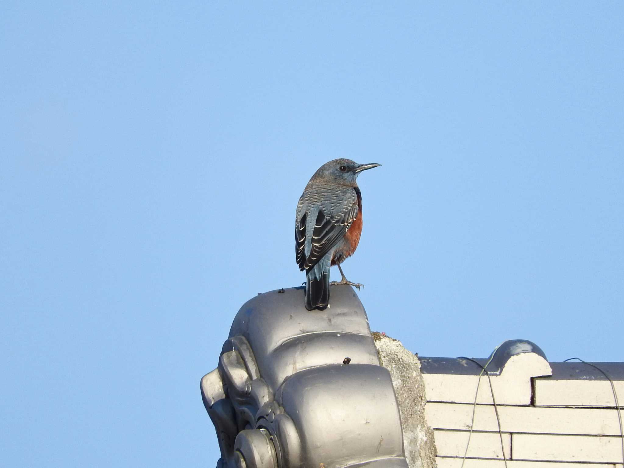 Photo of Blue Rock Thrush at 和歌山県 by ももの助