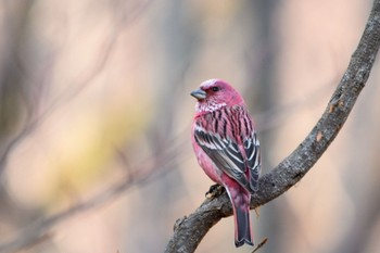 Sat, 2/13/2021 Birding report at Saitama Prefecture Forest Park