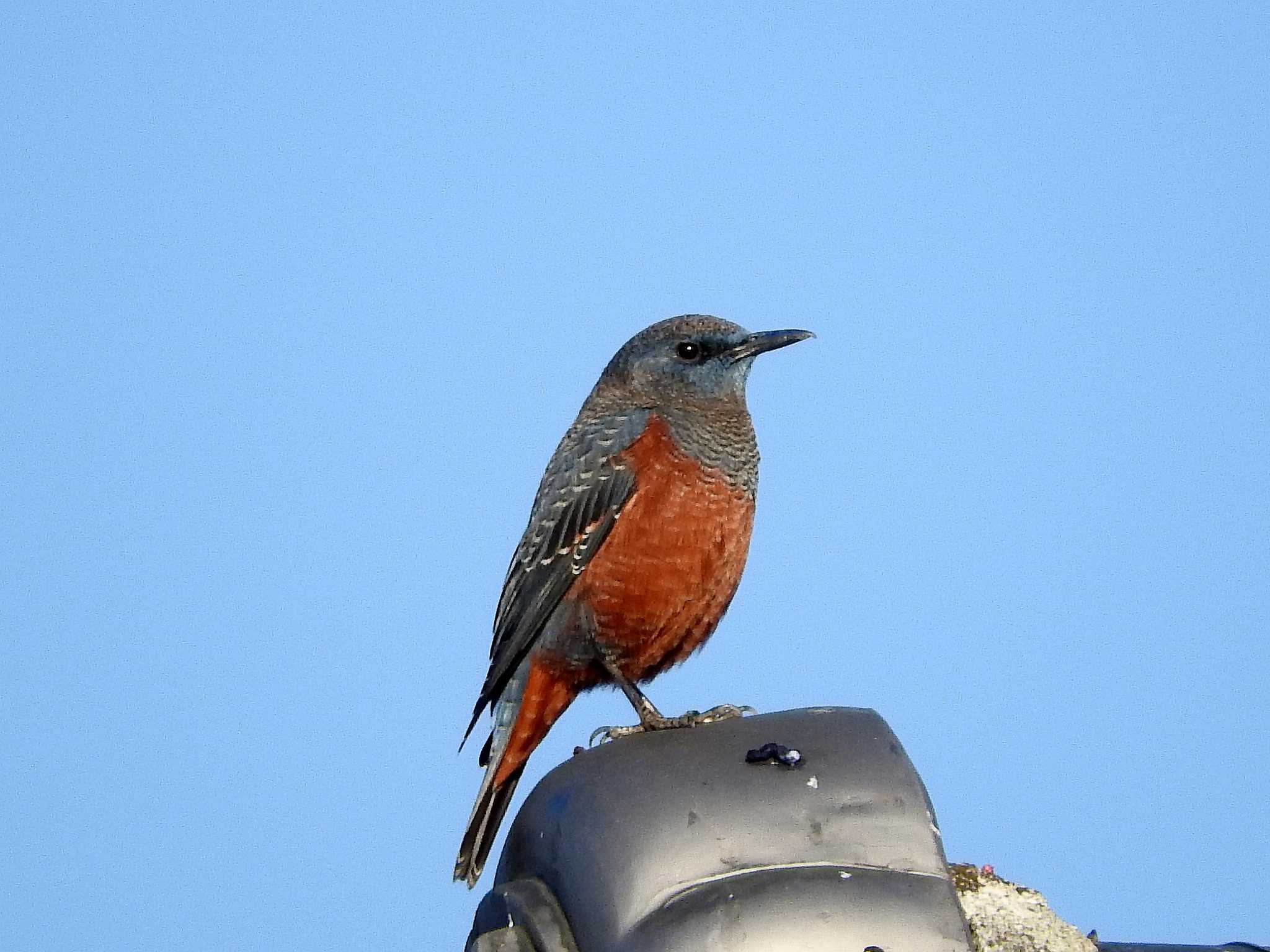 Photo of Blue Rock Thrush at 和歌山県 by ももの助