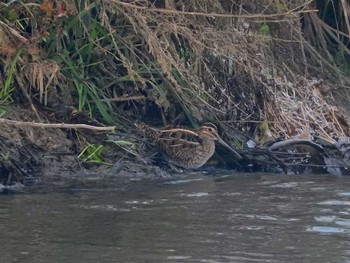 Common Snipe 和歌山県 Mon, 1/2/2017