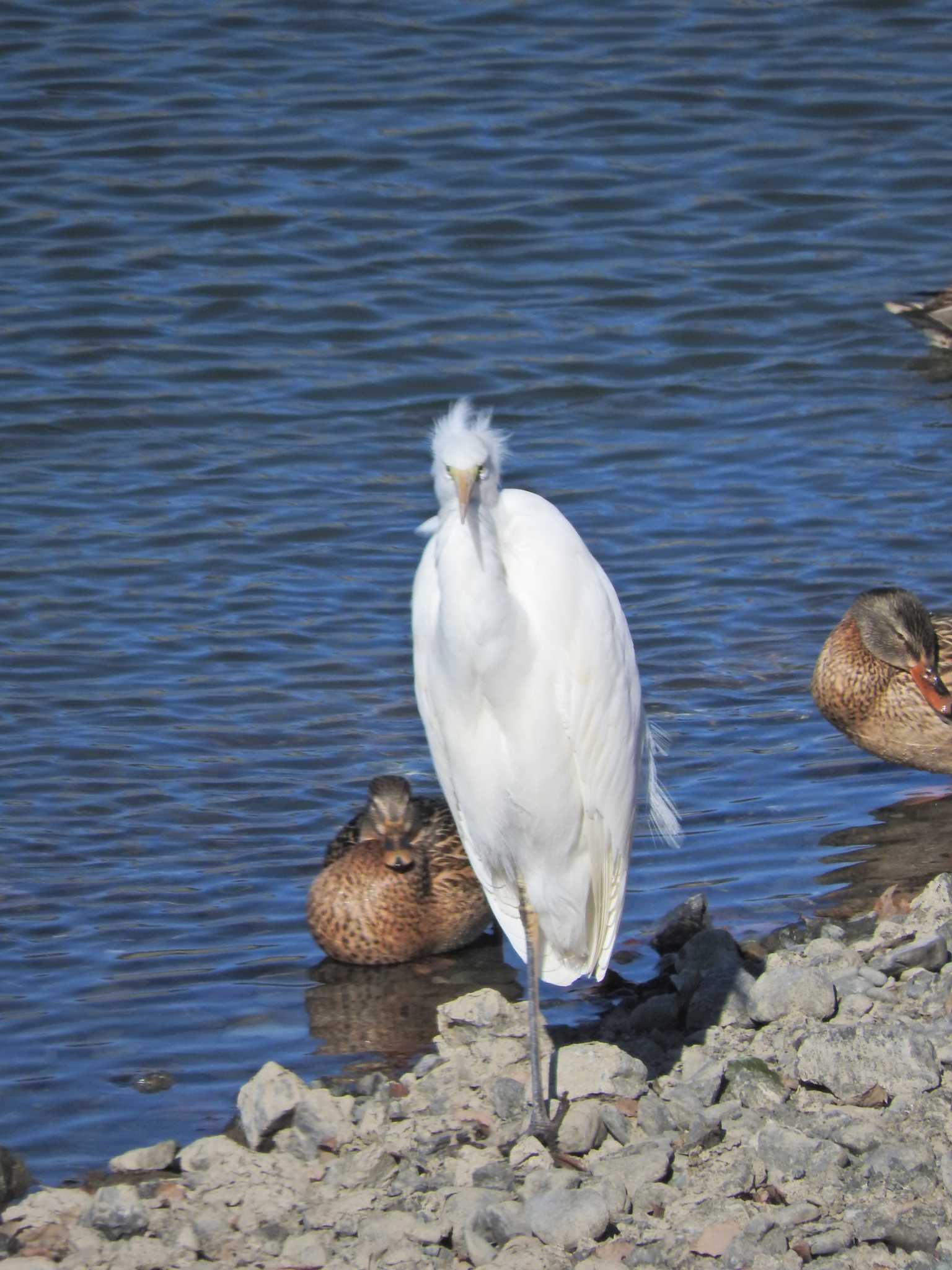 Great Egret