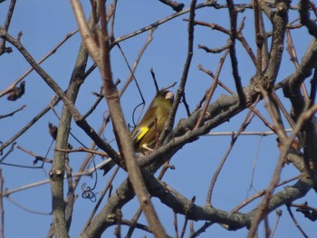 Grey-capped Greenfinch 雌岡山 Sat, 2/13/2021