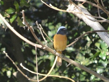 Daurian Redstart 雌岡山 Sat, 2/13/2021