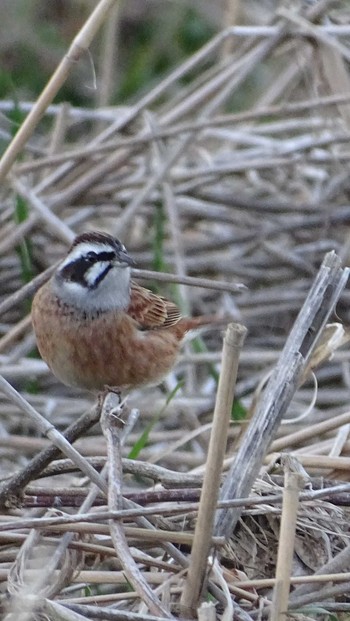 Meadow Bunting 多摩川 Wed, 2/19/2020