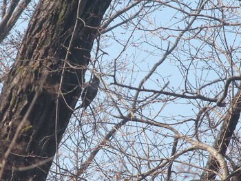 2021年2月13日(土) 東京都立桜ヶ丘公園(聖蹟桜ヶ丘)の野鳥観察記録