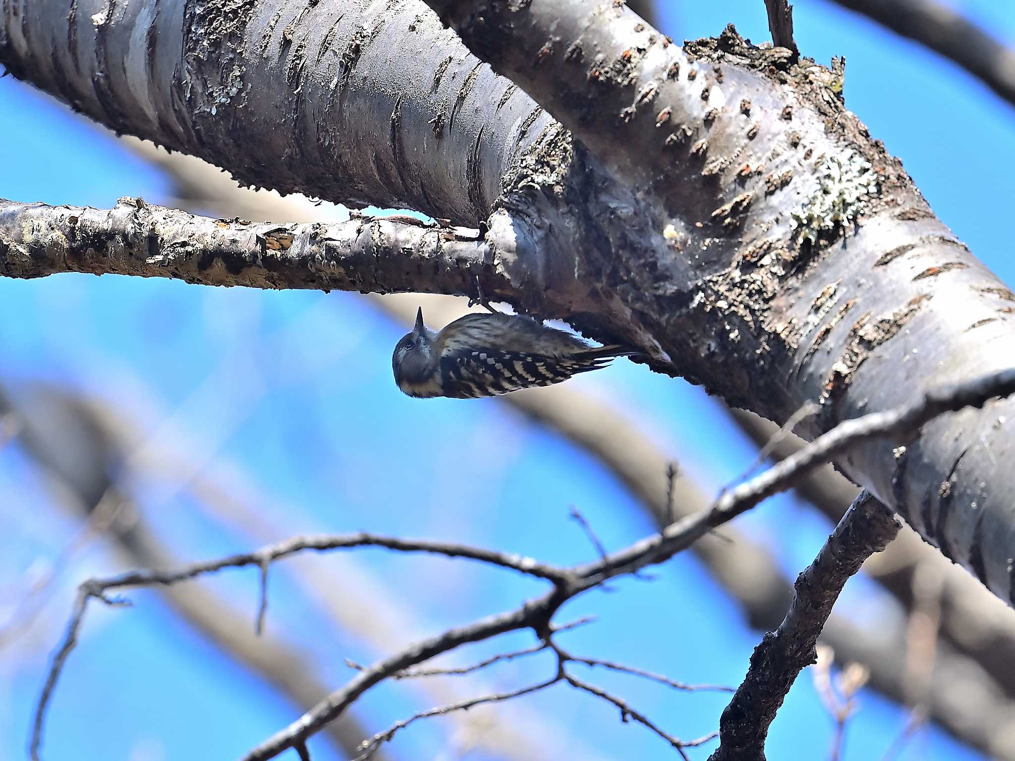 房総の村 コゲラの写真 by birds@hide3