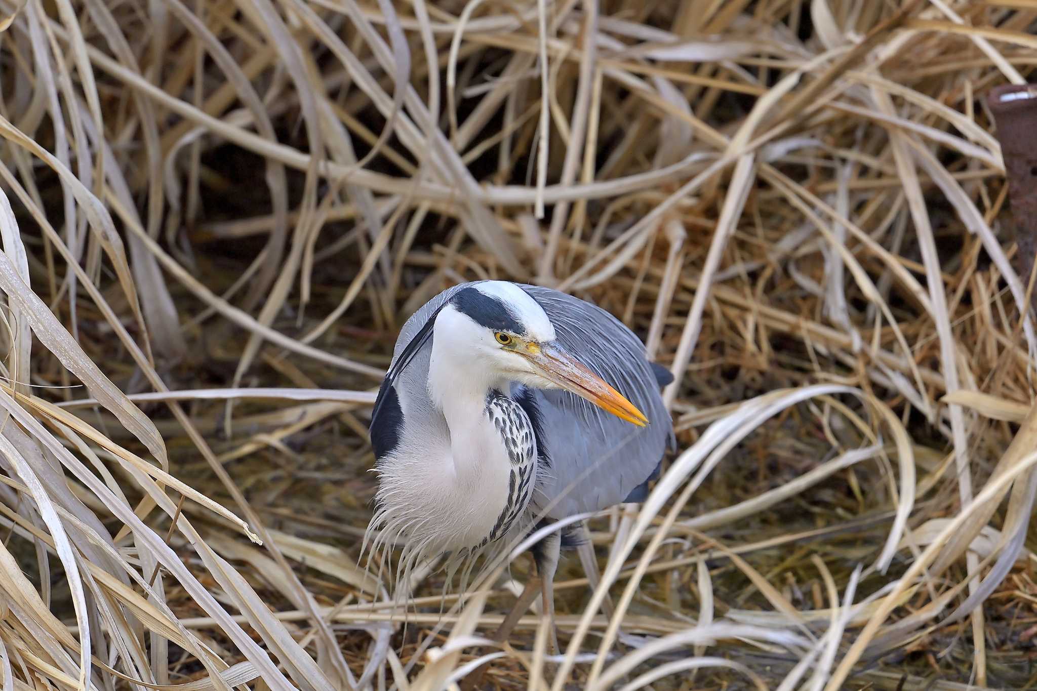 印旛沼 アオサギの写真 by birds@hide3