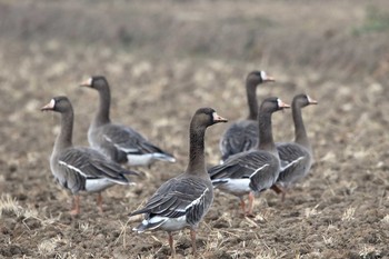 マガン 宮城県登米市 2017年1月2日(月)