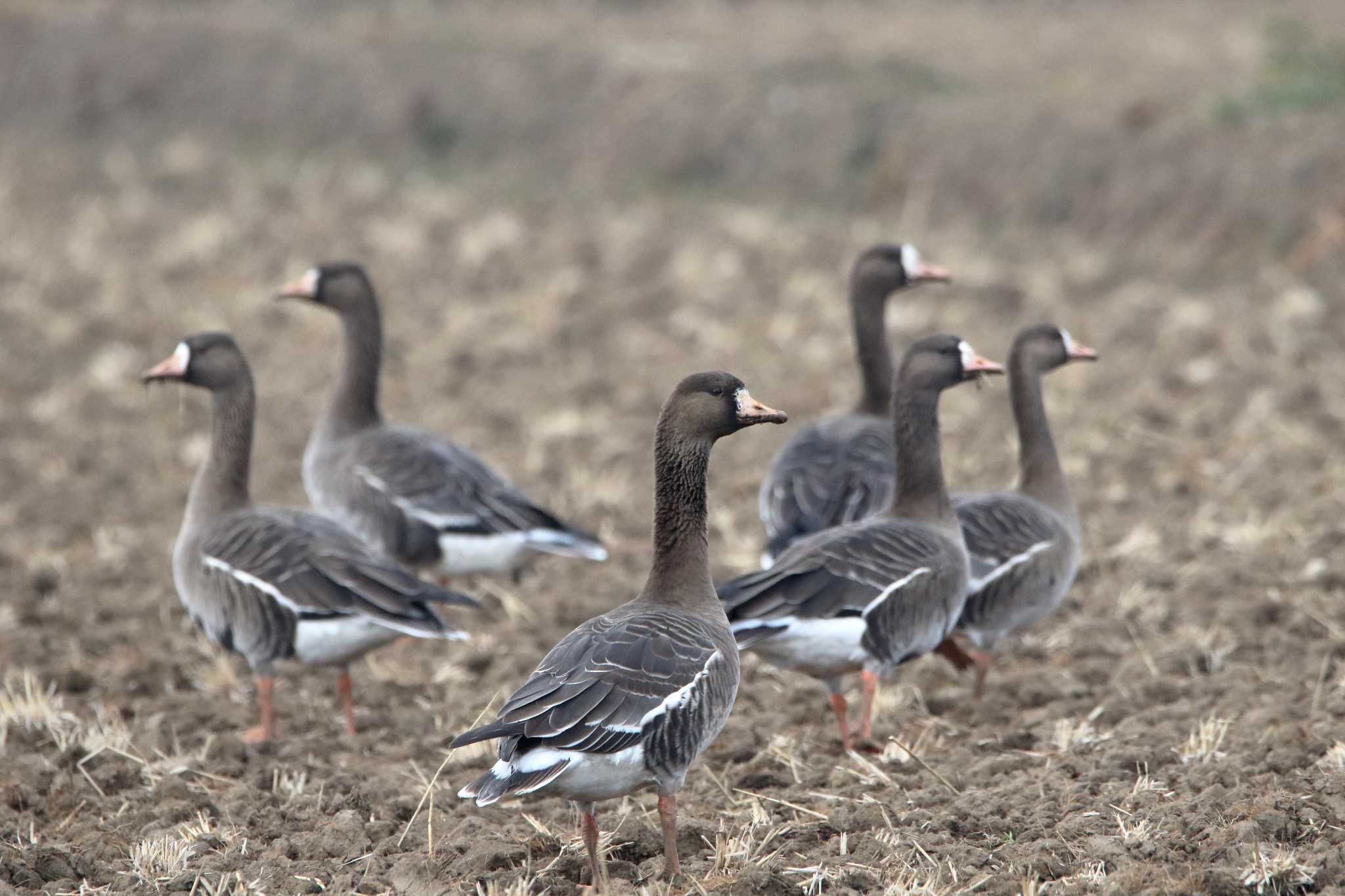 Photo of Greater White-fronted Goose at 宮城県登米市 by shin