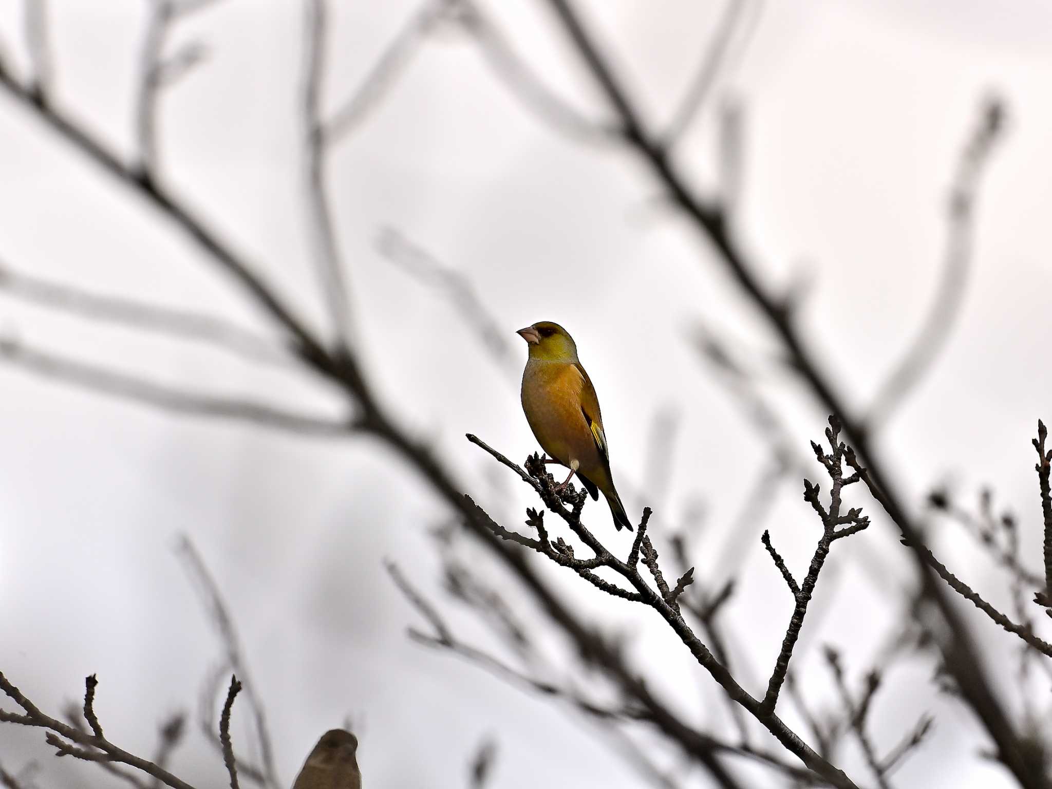 印旛沼 カワラヒワの写真 by birds@hide3