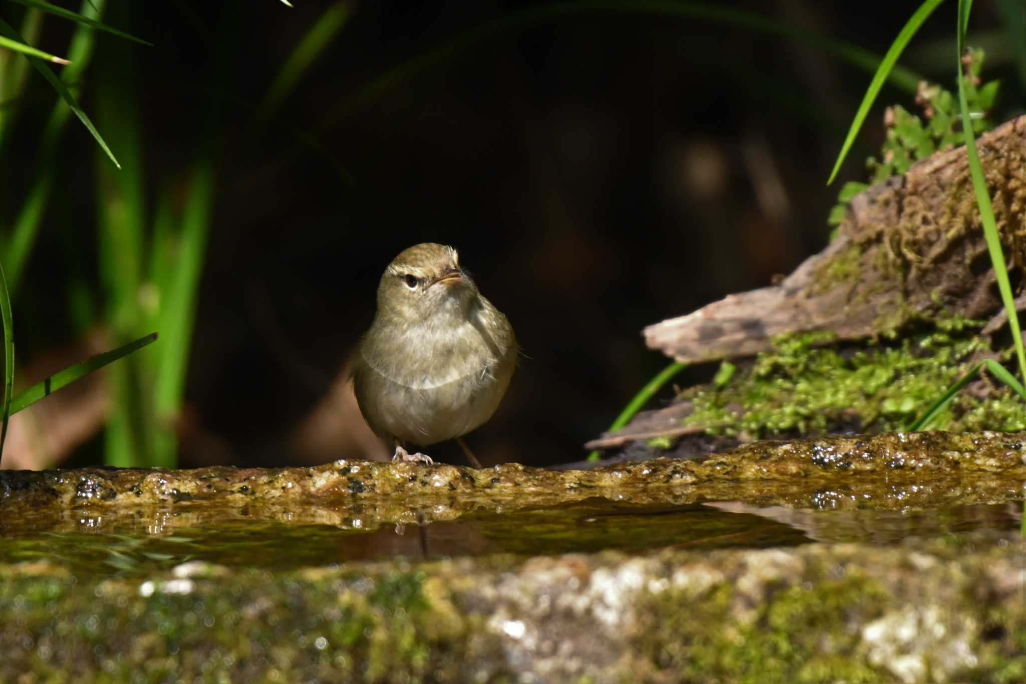 Photo of Japanese Bush Warbler at Kyoto Gyoen by Taro's Photo