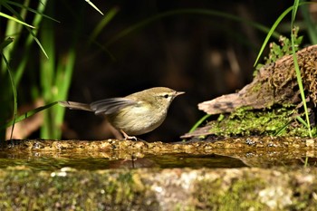 Japanese Bush Warbler Kyoto Gyoen Thu, 2/11/2021