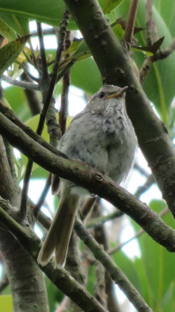 Japanese Bush Warbler 城ヶ島公園 Mon, 6/29/2015