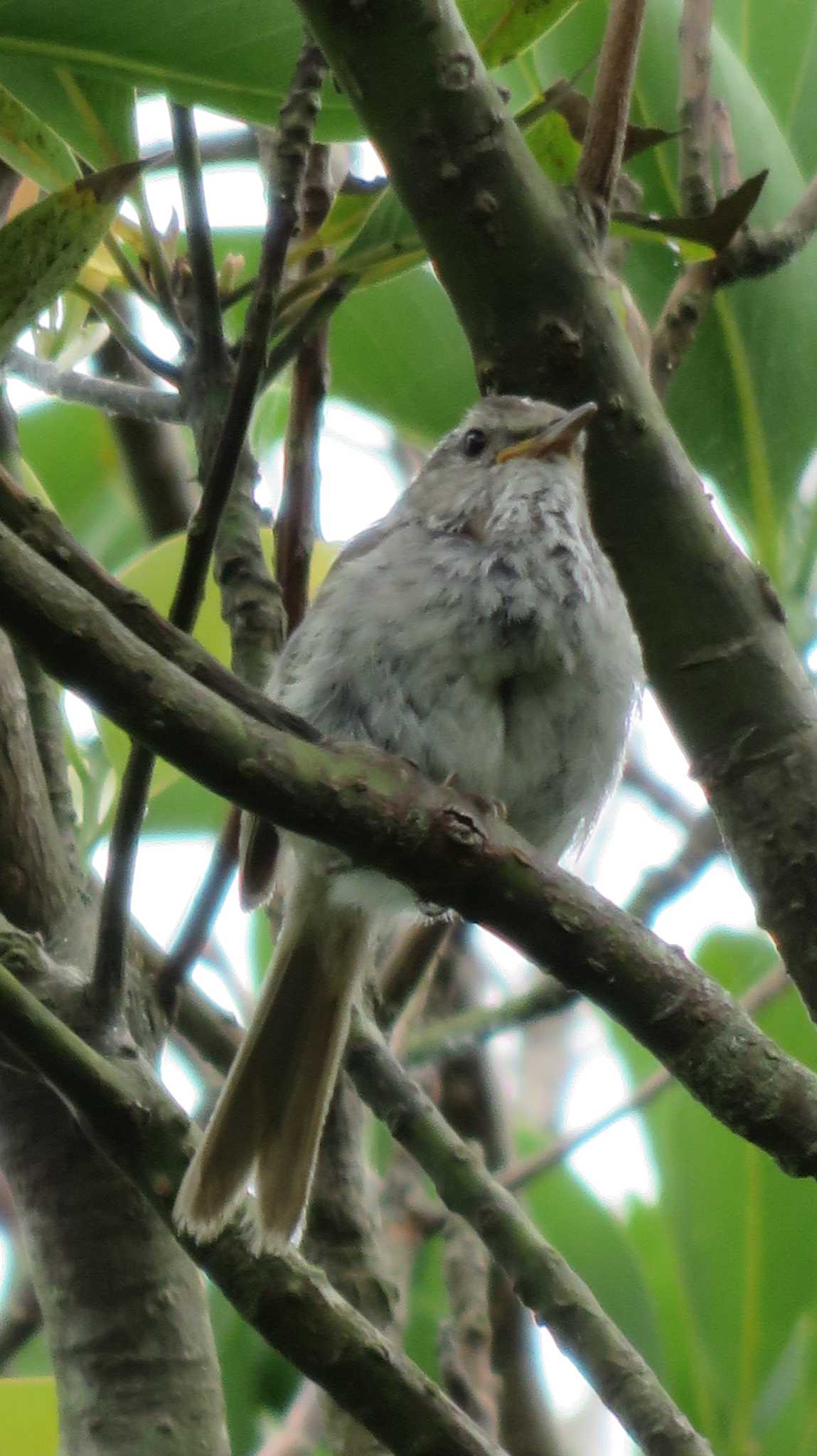 Photo of Japanese Bush Warbler at 城ヶ島公園 by poppo