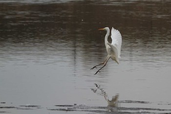 Great Egret 愛知県一宮市木曽川町下宝江 Sat, 2/13/2021