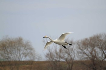 Tundra Swan 愛知県一宮市木曽川町下宝江 Sat, 2/13/2021