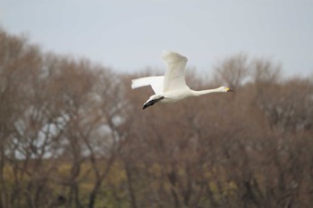 Tundra Swan 愛知県一宮市木曽川町下宝江 Sat, 2/13/2021