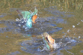 Common Kingfisher 埼玉県霞川 Sat, 2/13/2021