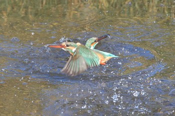 Unknown Species 埼玉県霞川 Sat, 2/13/2021