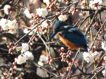 カワセミ 松見公園(茨城県つくば市) 2021年2月13日(土)