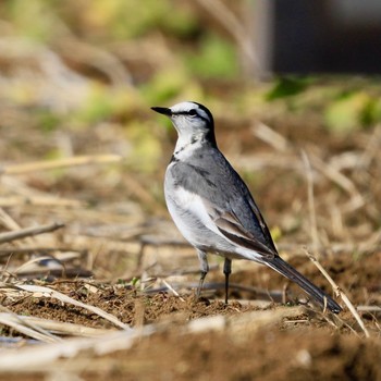 White Wagtail 21世紀の森と広場(千葉県松戸市) Sun, 2/7/2021