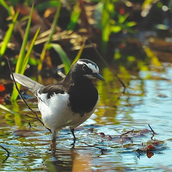 Japanese Wagtail 21世紀の森と広場(千葉県松戸市) Sun, 2/7/2021