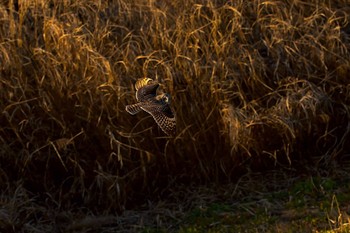 Short-eared Owl Watarase Yusuichi (Wetland) Mon, 1/2/2017