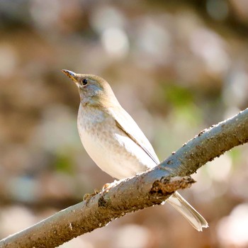 Pale Thrush 21世紀の森と広場(千葉県松戸市) Sun, 2/7/2021