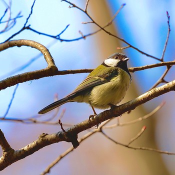 Japanese Tit 21世紀の森と広場(千葉県松戸市) Sun, 2/7/2021