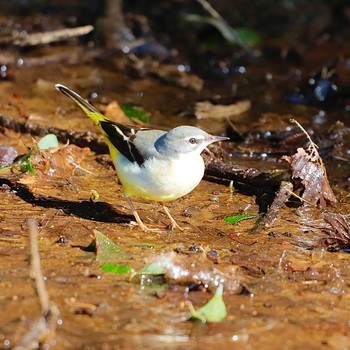 Grey Wagtail 21世紀の森と広場(千葉県松戸市) Sun, 2/7/2021