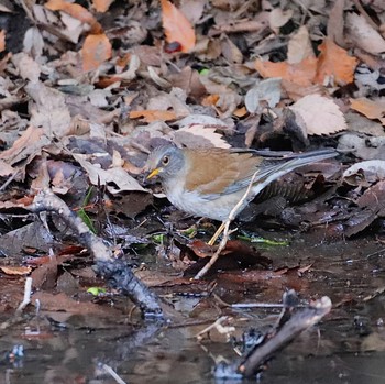 Pale Thrush 21世紀の森と広場(千葉県松戸市) Sun, 2/7/2021