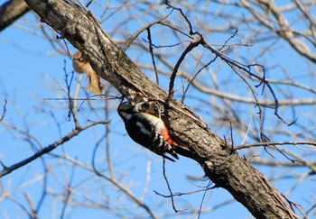 2021年2月11日(木) 小宮公園(八王子)の野鳥観察記録